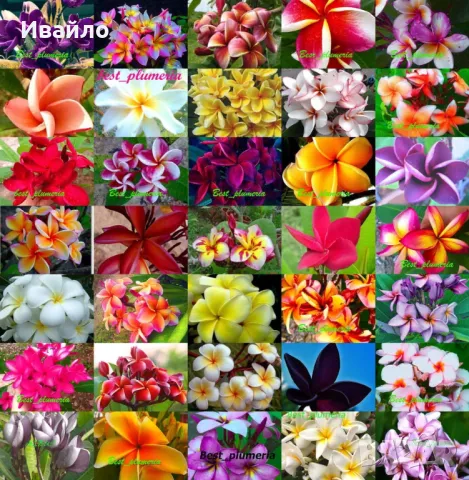 Плумерия - семена и растения