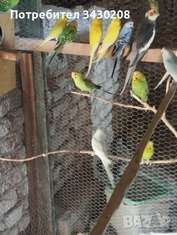 вълнисти папагали, снимка 1
