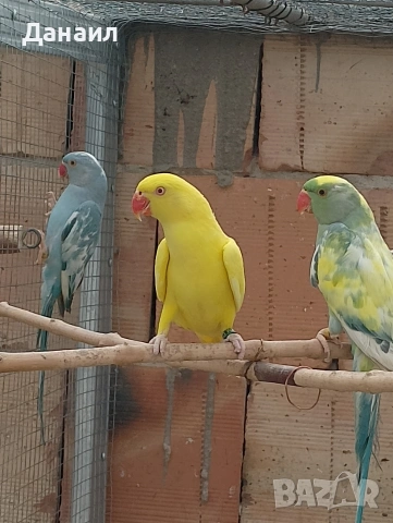 Малък Александър , снимка 3 - Папагали - 54121186