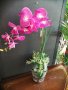 Изкуствена орхидея в кашпа , снимка 2