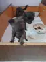 животни кучета мини чихуахуа , снимка 1