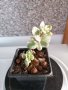 Цветя, сукуленти - Хавортия, Каланхое, Алое, Граптопеталум, снимка 3