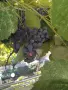 Продавам грозде Отел, снимка 3