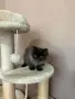 Персийски котенца , снимка 6