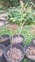 Продавам декоративно растение Китайски мехурник (Koelreuteria paniculata), снимка 4