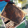 Пчелни отводки ДБ 5 рамки. Район Ямбол-Раднево-Стара Загора