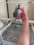 Бебе Кралско Жако, снимка 4