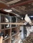 Продавам Гълаби, снимка 4