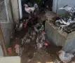 декоративни петлета , снимка 2