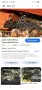 Анциструси и Хипанцитрус , снимка 7