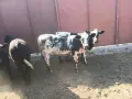свободни синьо белгийски телета, снимка 2