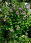 👌👌👌 Hibiscus syriacus, наричан роза на Шарон , снимка 5