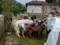 Свободни мъжки и женски, снимка 5