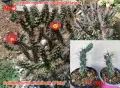 Градински студоустойчиви кактуси, снимка 6