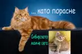 Сибирчета, сибирска котка, сибирски котенца, сибирско коте, хипоалергенни, рижи момчета, снимка 6