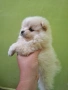 Померан, снимка 3