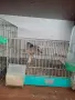 Продавам канарчета, снимка 6