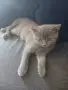 продавам 3 котенца остава 1 момиче, снимка 10