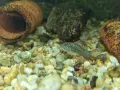 Сомче коридорас, зелен коридорас, brochis splendens, снимка 9
