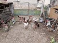 Продавам яйца от смесено стадо кокошки , снимка 10