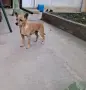 Продавам пинчери, снимка 2