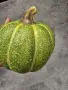 декоративни тикви , снимка 2