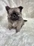 Чихуахуа момиченце, снимка 2