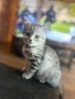 британски котета, снимка 10