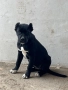 Cane corso / кане корсо, снимка 1
