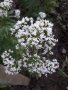Дилянка (валериана), снимка 1 - Градински цветя и растения - 35931034