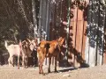 Продавам кози и ярета , снимка 9