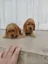 Кокер Шпаньол.. , снимка 3