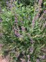 Салвия , снимка 1 - Градински цветя и растения - 40699245