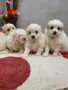 мини малтийски болонки, снимка 4