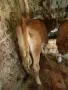 2 женски телата по 4 месеца , снимка 4