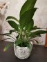 Спатифилиум, снимка 3