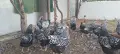 Виандот  кокошки петел , снимка 1
