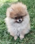 Померан момче, снимка 3