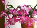 Продавам цветя Зигокактус - подготвени за късен есенен цъфтеж, снимка 2