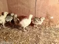Едноседмични селски пуйчета, снимка 6