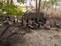 Продавам домашни патици, снимка 3