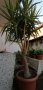 15г палма Юка височина 2. 80 м, снимка 1 - Градински цветя и растения - 38399716