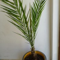 Финикова палма , снимка 2 - Градински цветя и растения - 40541782