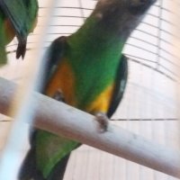 Сенегалски папагали-чифт, снимка 4 - Папагали - 42103487