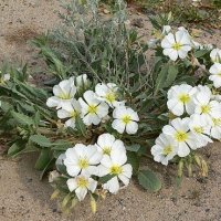 Oenothera macrocarpa white(Бяла йонотера), снимка 3 - Градински цветя и растения - 42494752