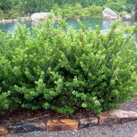 Илекс, Ilex crenata 'Convexa' , снимка 4 - Градински цветя и растения - 39366329