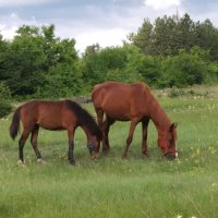 Пансион за коне/Horse boarding house, снимка 11 - Ветеринари и услуги - 19585221