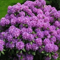 Родендрон  “Alfred”, снимка 1 - Градински цветя и растения - 44648463