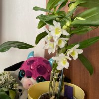 Красиви орхидеи , снимка 7 - Стайни растения - 32936807