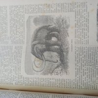 Списание Природа,1896г,печати, снимка 10 - Антикварни и старинни предмети - 37780277
